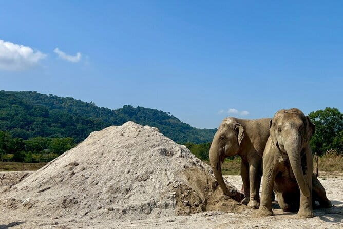 Elephant Nature Experience with Lunch at Bukit Elephant Park - Practical Aspects to Consider