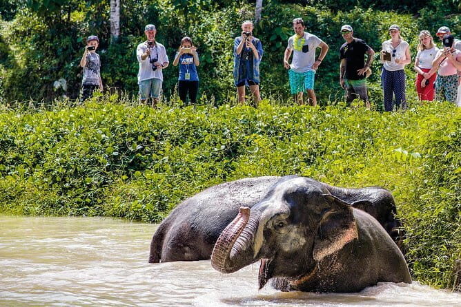 Elephant Nature Experience with Lunch at Bukit Elephant Park - The Sum Up