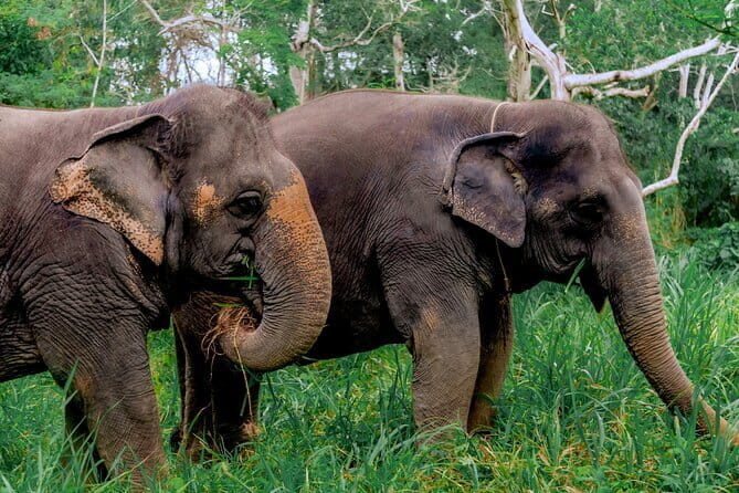 Elephant Nature Experience with Lunch at Bukit Elephant Park - FAQs