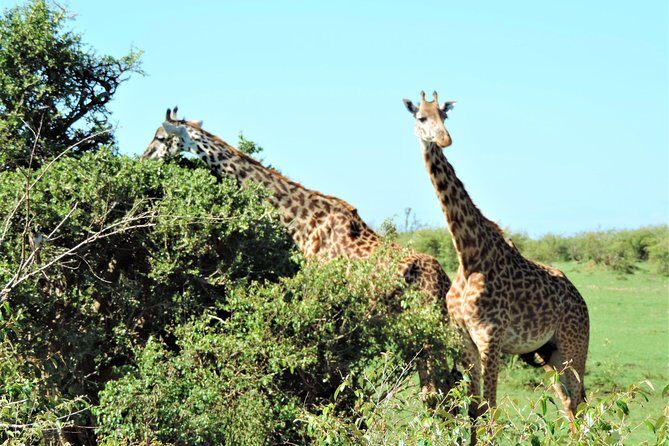 Elephant Orphanage and Giraffe Center Nairobi Day Tour - An Overview of the Experience