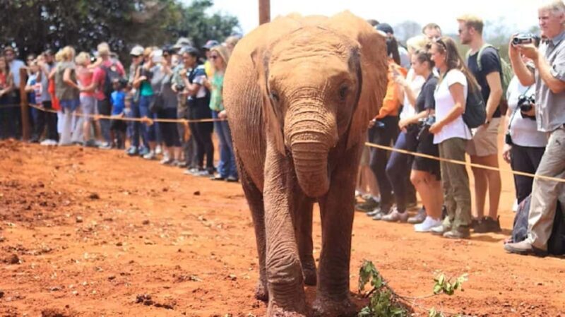 Elephant Orphanage and Karen Blixen Museum Day Tour - A Day of Heart and History: The Experience Breakdown