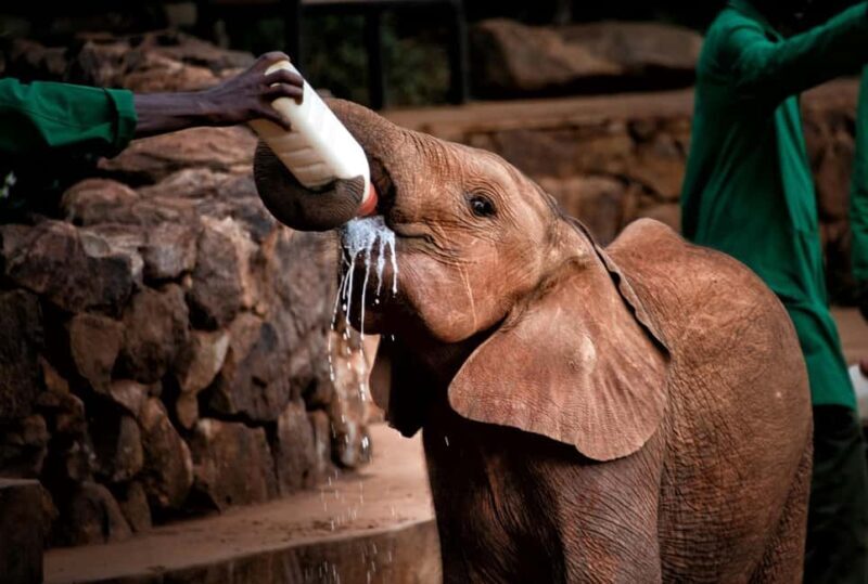 Elephant Orphanage & Giraffe Center Day Tour - The Itinerary: What to Expect on This Day Tour