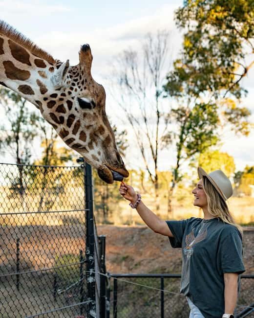 Elephant Orphanage & Giraffe Center Day Tour - Practical Tips for a Smooth Experience
