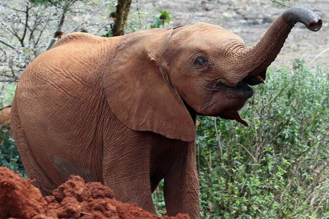 Elephant Orphanage, Giraffe Centre& optional Nairobi NationalPark - A Close-up Look at the Itinerary