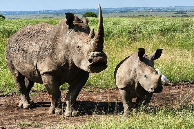 Elephant Orphanage, Giraffe Centre& optional Nairobi NationalPark - Why This Tour Works Well