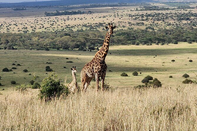Elephant Orphanage, Giraffe Centre& optional Nairobi NationalPark - Who Should Consider This Tour?