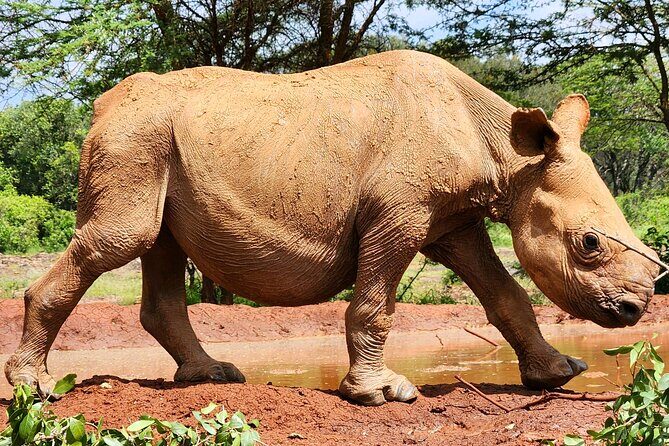 Elephant Orphanage, Giraffe Centre& optional Nairobi NationalPark - FAQs
