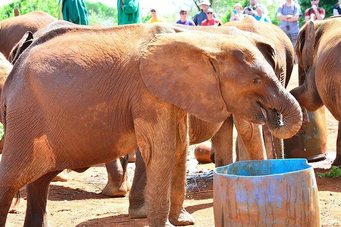 Elephant Orphanage & Giraffe Centre Tour - Transport, Timing, and Group Dynamics