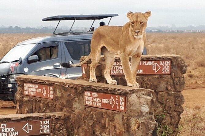 Elephant Orphanage & Giraffe Centre Tour - Authentic Experiences and Real Connections