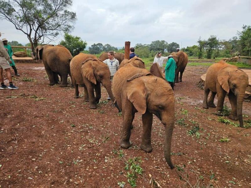 Elephant Orphanage, Giraffee Center, Karen Blixxen Meseum - A Practical Look at the Experience
