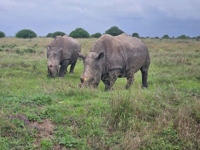 Elephant Orphanage, Giraffee Center, Karen Blixxen Meseum - FAQs