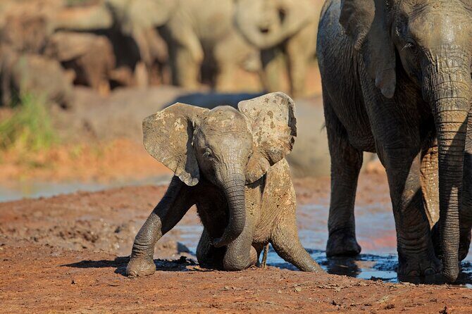 Elephant Safari Adventure: Addo National Park Excursion - Key Points
