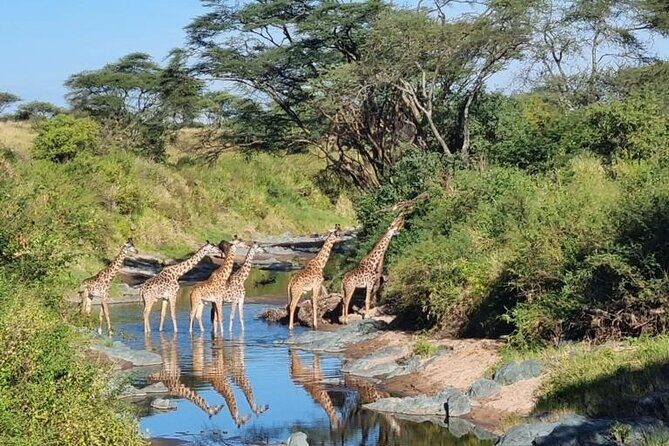 Elephant Safari Tanzania 4 Days **Sustainable Approach to Travel - The Complete 4-Day Tanzanian Safari Experience