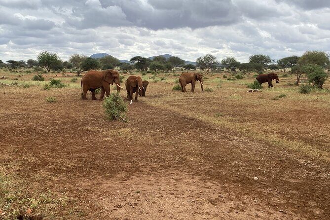 Elephant Safari Tanzania 4 Days **Sustainable Approach to Travel - What’s Included and What’s Not