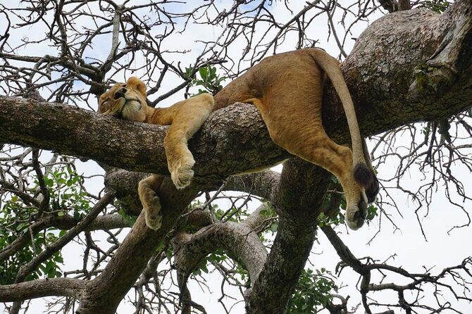 Elephant Safari Tanzania 4 Days **Sustainable Approach to Travel - Authentic Feedback from Travelers