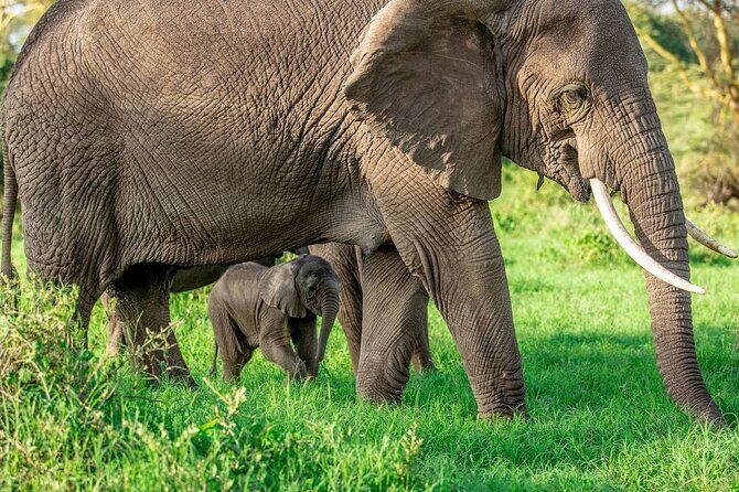 Elephant Safari Tanzania 4 Days **Sustainable Approach to Travel - The Sum Up: Who Should Consider This Safari?
