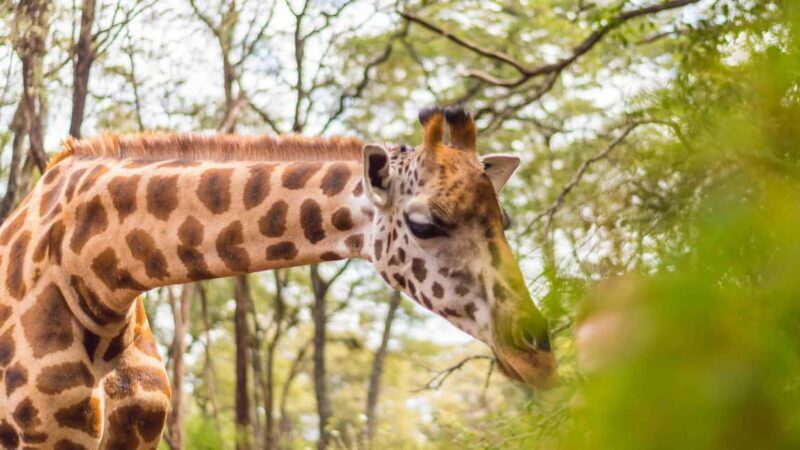 Elephant Sanctuary and Giraffe center - Elephant Sanctuary and Giraffe Center: An Authentic Kenyan Wildlife Experience