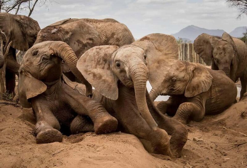 Elephant Sanctuary and Giraffe center - Key Points