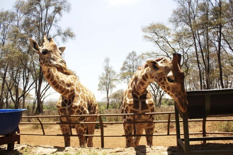 Elephant Sanctuary and Giraffe center - Why This Tour is Worth Considering