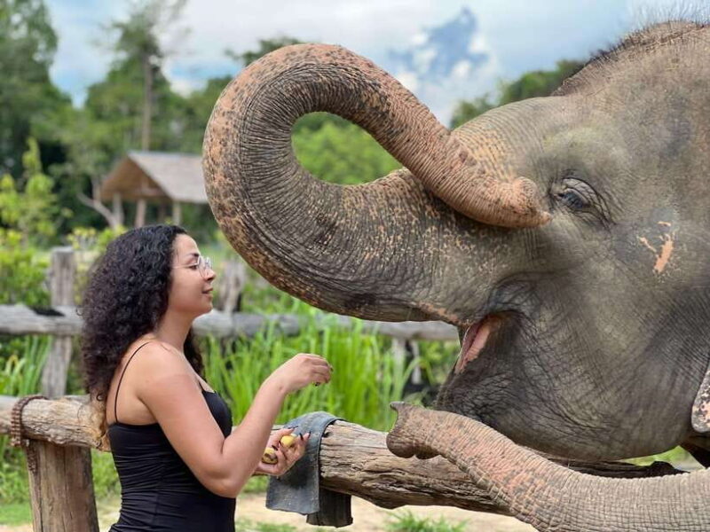 Elephant Sanctuary Cambodia, Pickup and drop off included - An Honest Look at the Cambodia Elephant Sanctuary Tour