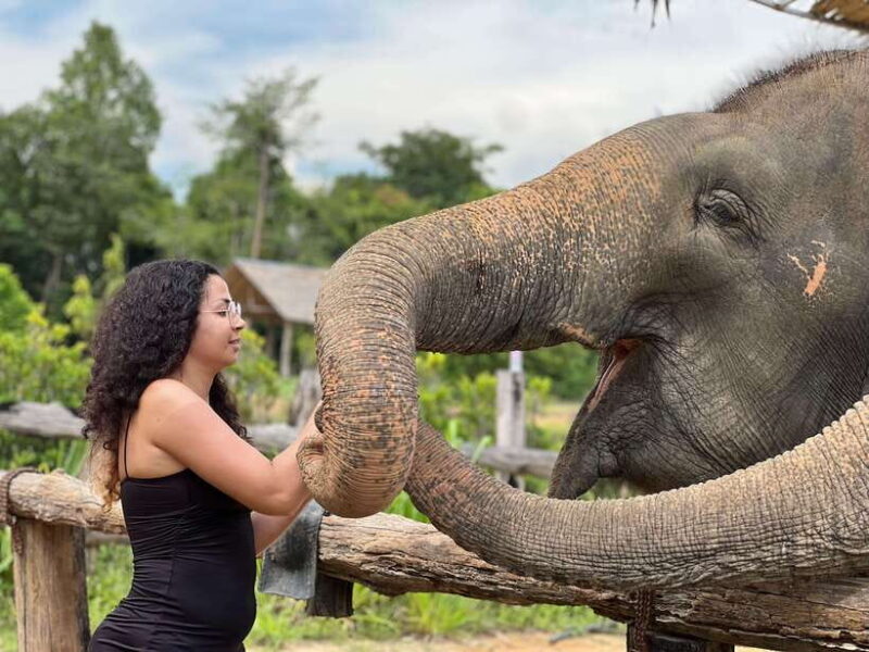 Elephant Sanctuary Cambodia, Pickup and drop off included - The Sum Up