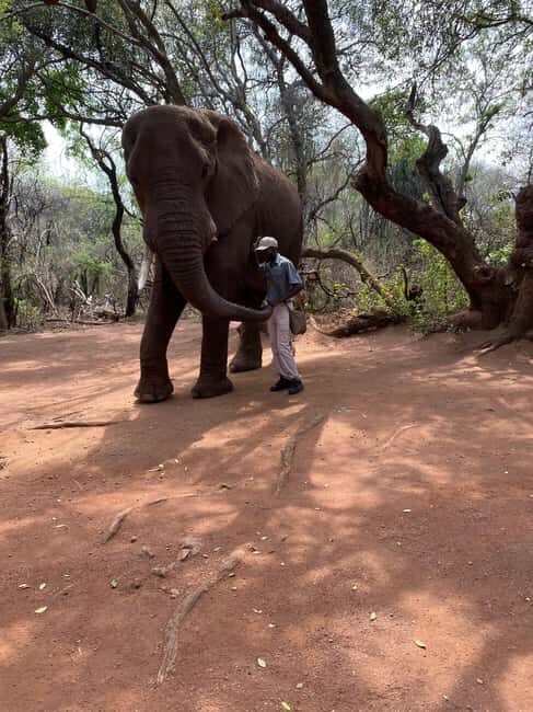 Elephant Sanctuary & Monkey Sanctuary & Lions park safari - Key Points