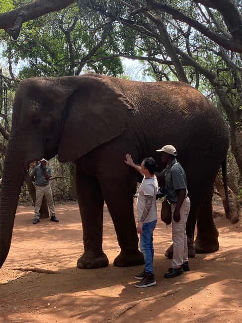 Elephant Sanctuary & Monkey Sanctuary & Lions park safari - The Detailed Itinerary and What You Can Expect