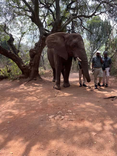 Elephant Sanctuary & Monkey Sanctuary & Lions park safari - Final Thoughts