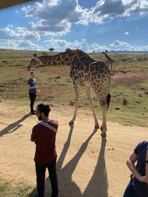 Elephant Sanctuary & Monkey Sanctuary & Lions park safari - FAQs