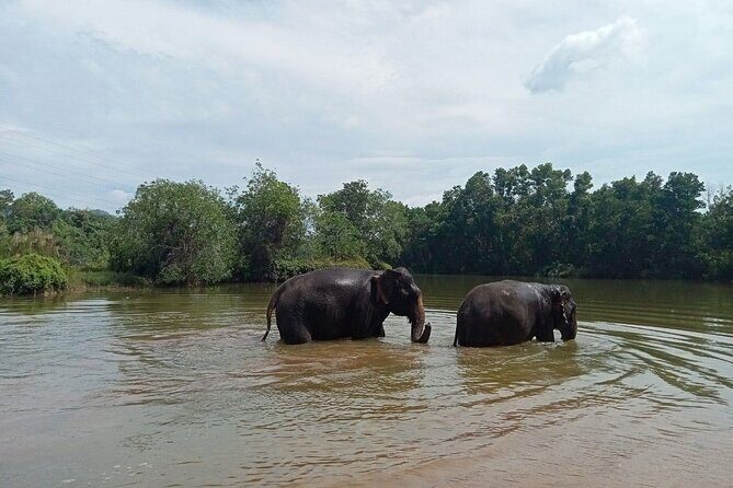 Elephant Sanctuary Small Group Tour in Phuket - Authenticity and Ethical Focus