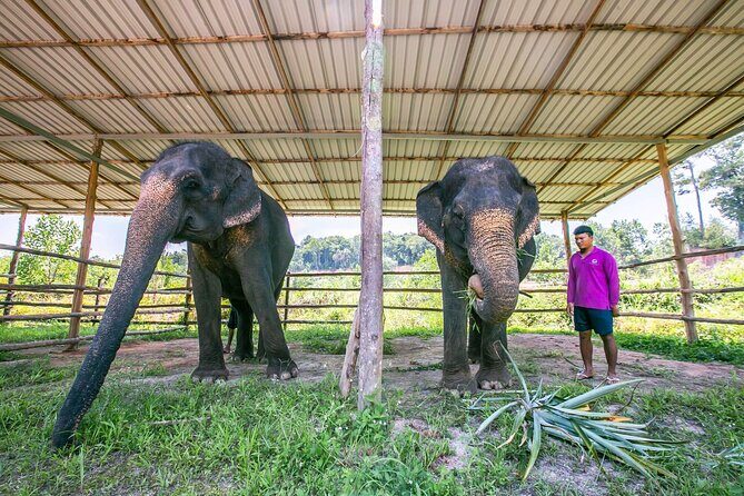 Elephant Sanctuary Small Group Tour in Phuket - The Sum Up