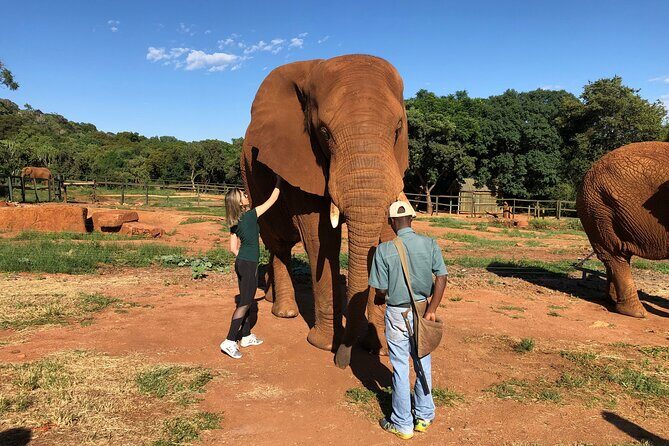 Elephant Sanctuary Tour from Johannesburg - An Honest Look at the Itinerary and Experience
