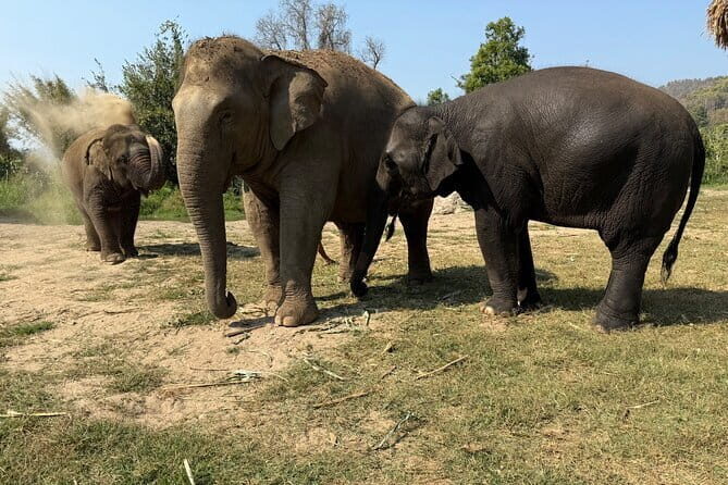 Elephant Sanctuary, Wat Ban Den & Sticky Waterfall - An In-Depth Look at the Tour Experience