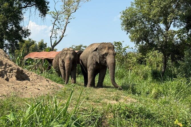 Elephant Sanctuary, Wat Ban Den & Sticky Waterfall - Who Will Love This Tour?