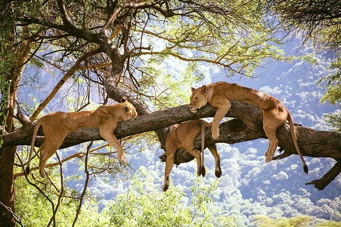 Elephant Special Serengeti & Ngorongoro Crater 5 Days / 4 Nights - What You’ll Love About This Safari