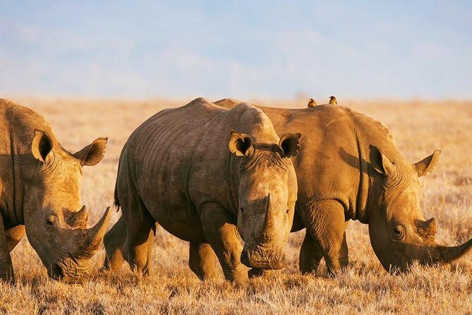 Elephant Special Serengeti & Ngorongoro Crater 5 Days / 4 Nights - Final Thoughts