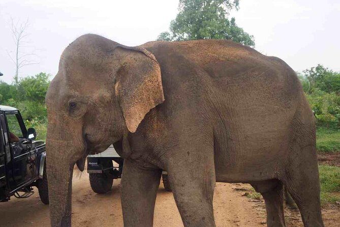 Elephant Transit Home Udawalawe with Jeep safari from Colombo - The Heart of the Tour: Udawalawe National Park Safari