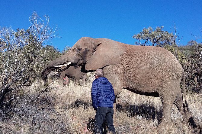 Elephant Walk Guided Half Day Tour from Johannesburg - An Authentic Elephant Encounter in Pretoria’s Natural Setting