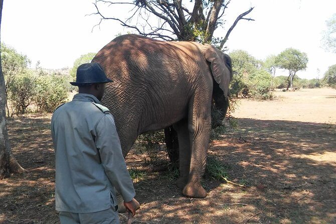 Elephant Walk Guided Half Day Tour from Johannesburg - Ethical, Unrushed, and Safe