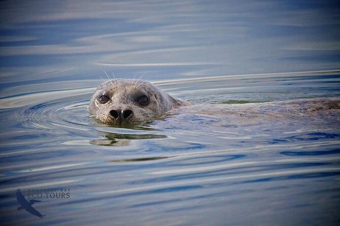 Elkhorn Slough Wildlife Tour - The Itinerary in Detail