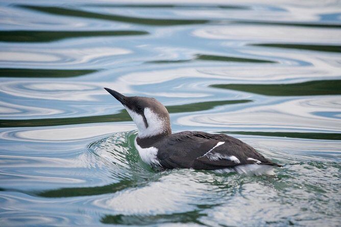 Elkhorn Slough Wildlife Tour - Who Should Book This Tour?