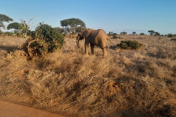 Elky Tours 2 Days Tsavo East Tour - FAQ