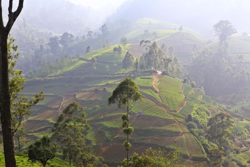 Ella: 3-Day Private Tour with Hotel and Breakfast - Who Will Love This Tour?