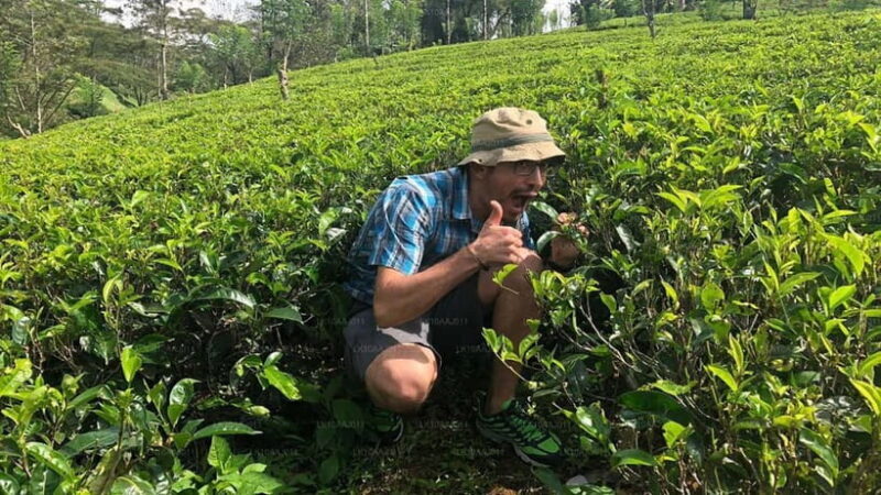 Ella: Day Tour From Kandy with Train Ride - The Itinerary Breakdown: What Makes This Tour Stand Out