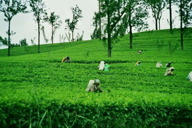 Ella: Day Tour From Kandy with Train Ride - Who Should Consider This Tour?