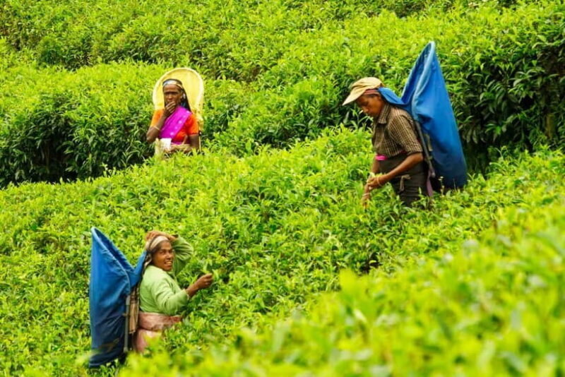 Ella: Day Tour From Kandy with Train Ride - The Sum Up: Is This Tour Worth It?