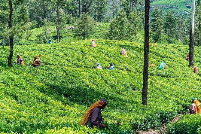 Ella Day Trip from Mirissa, Weligama, Galle, Hikkaduwa - Cancellation and Booking Flexibility