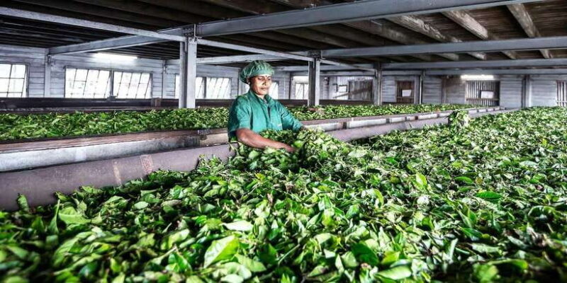 Ella: Lipton's Seat Tour with Dambetanna Tea Factory Visit - Assessing the Value