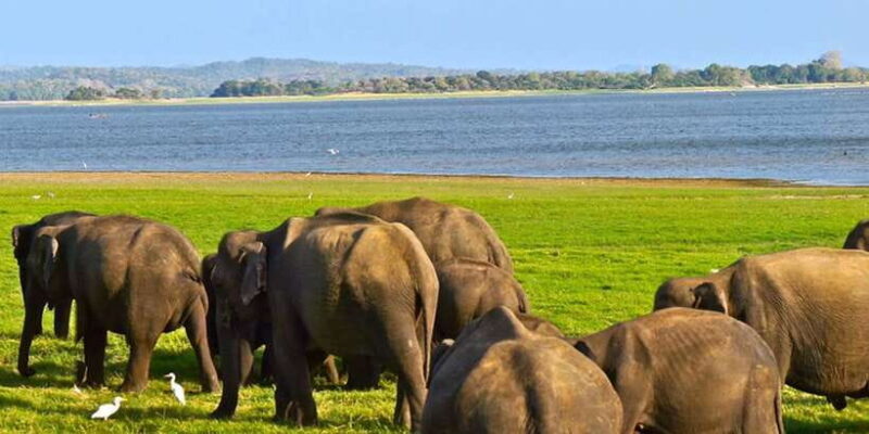 Ella: Shuttle to Tangalle/Mirissa/Galle w Udawalawe Safari - FAQ