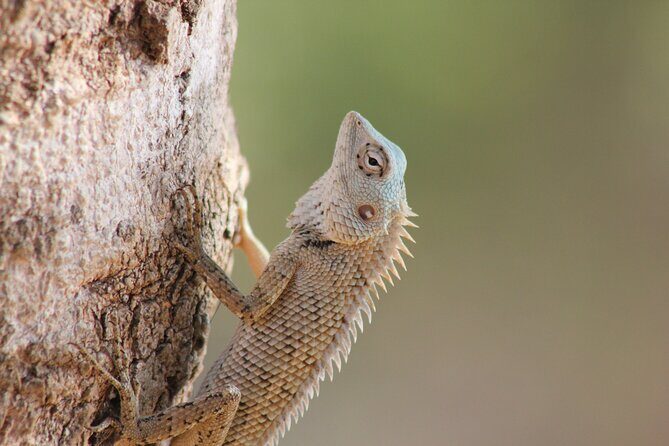Ella to Tangalle/Hiriketiya/Mirissa/Galle Shuttle & Yala Safari - Authentic Insights from Travelers